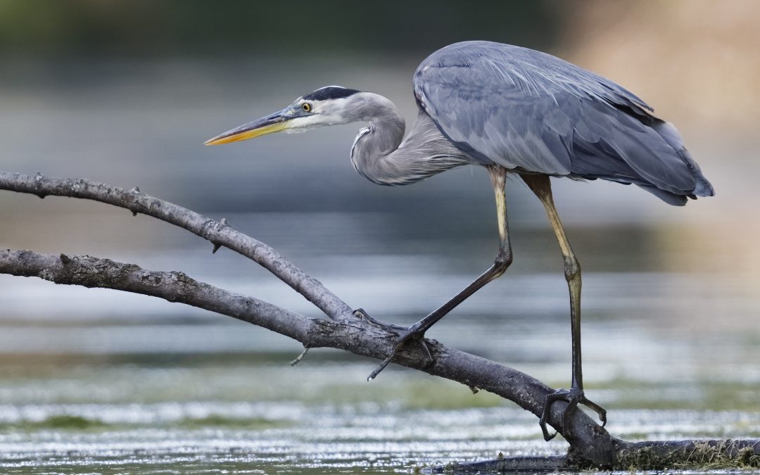 Sen. Cherry Secures $10M in Funding to Protect Great Lakes Wetlands, Watersheds 