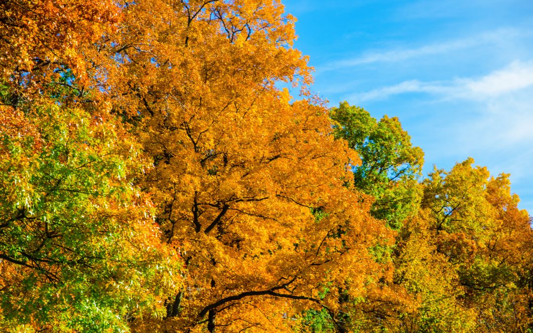 Happy October! News and Updates from District 11