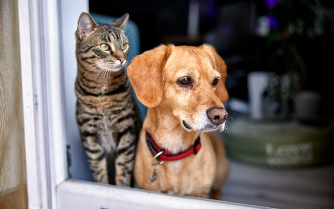 Sens. Hertel, Polehanki Introduce ‘Teddy’s Law’ to Help Rescue Lab-Tested Animals