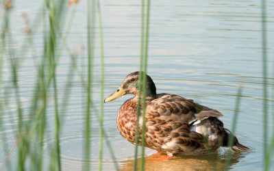 Senator Shink, Huron River Watershed Council to Celebrate Budget Wins for Waterways