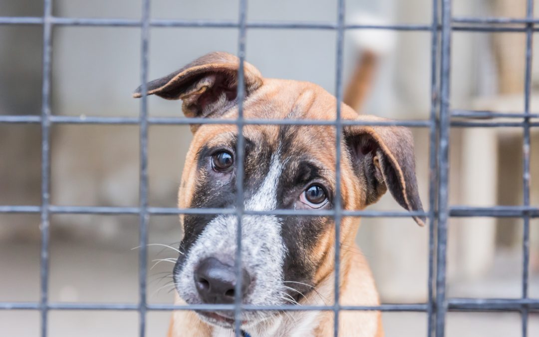 Sen. Wojno Introduces Bipartisan Legislation to Prohibit Painful, Taxpayer-Funded Dog Experiments